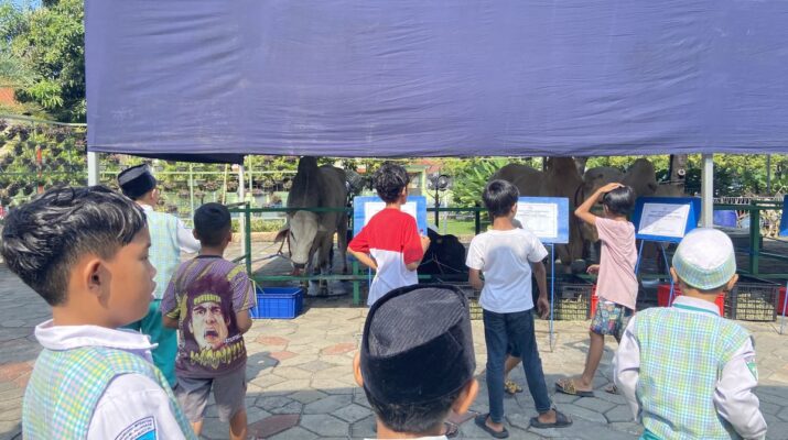 Sapi Kurban Presiden Prabowo di Surabaya Jadi Perhatian Warga karena Bobot Capai 1,1 Ton