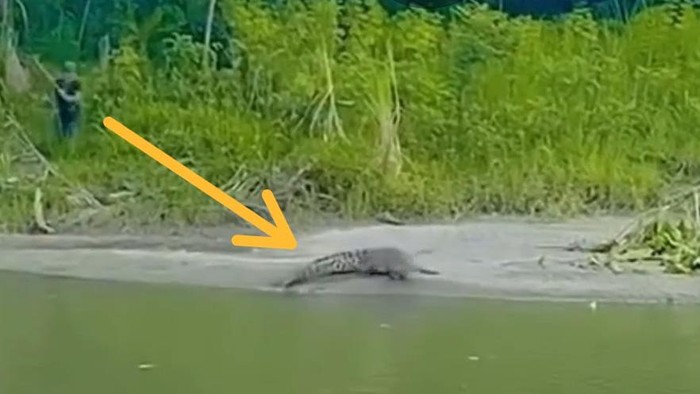 Warga di Sulawesi Barat Berburu Buaya di Sungai, Diduga Terkait Serangan terhadap Penduduk