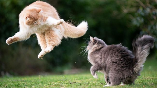 6 Cara Aman Mencegah Kucing Berantem agar Tidak Saling Cakar